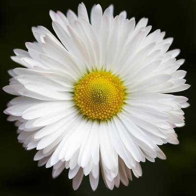 Daisy888 Deryt