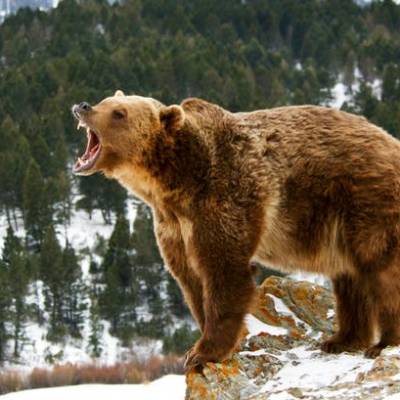 Bear Wolf